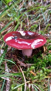 foto di Funghi